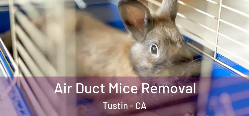 Air Duct Mice Removal Tustin - CA